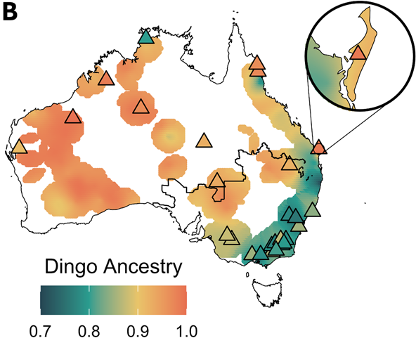 Interpolated map of dingo ancestry across Australia