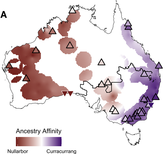 Affinity to Nullarbor and Curracurrang ancient lineages