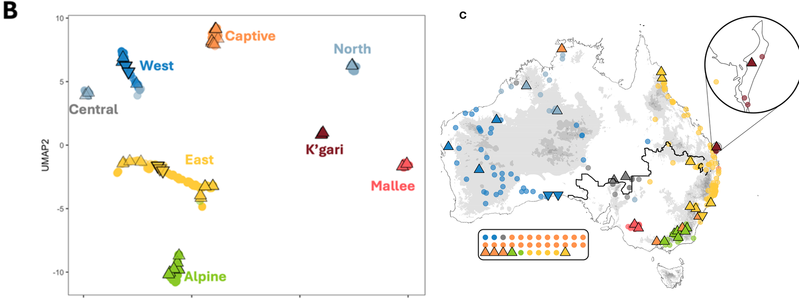 UMAP of dingo populations beside their geographic distribution