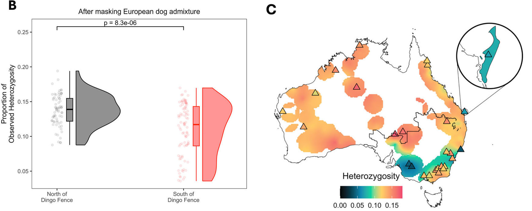 Ancestral dingo heterozygosity north vs south of the Fence and across the continent