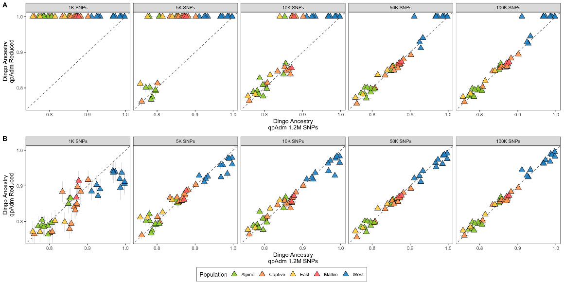 Consistency of qpAdm dingo ancestry estimates from 1K to 100K SNPs versus the full 1.2M-SNP reference